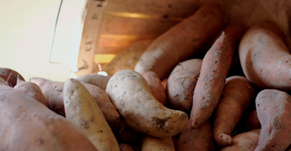 How Sweet Sweet Potato  Pretty Sweet  Nutrition Studies