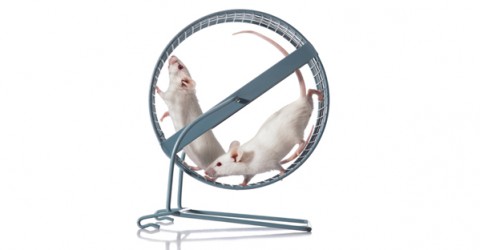 Animal Rights in Research