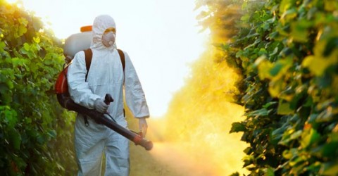Food vs. Chemical Carcinogens
