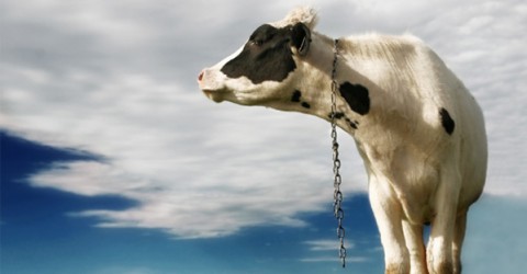 Grass-Fed Animal Agriculture