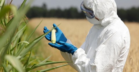 GMO Dangers: Facts You Need To Know - Center For Nutrition Studies