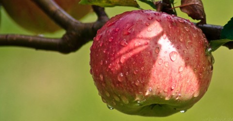 Questioning the Ethics & Science of a Pure Vegan Diet