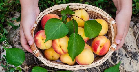 Baltimore Public School Implements Food Literacy For All Students
