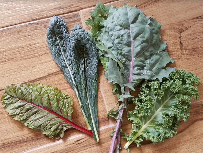 Consejos y recetas para cultivar y consumir kale - Centro de Estudios en  Nutrición