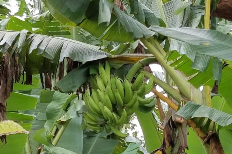 5 Ways to Prepare Ripe Plantains