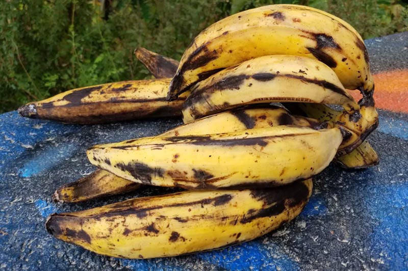 Ripe Plantain