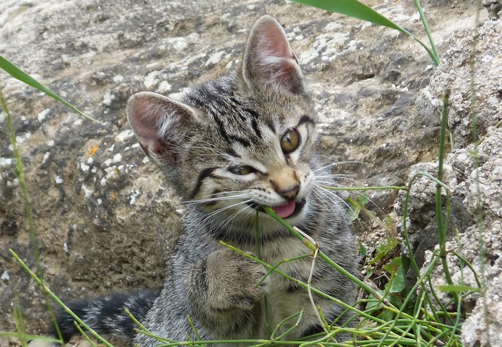 can dogs and cats eat tofu