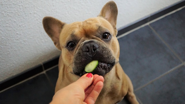 can dogs and cats eat tofu