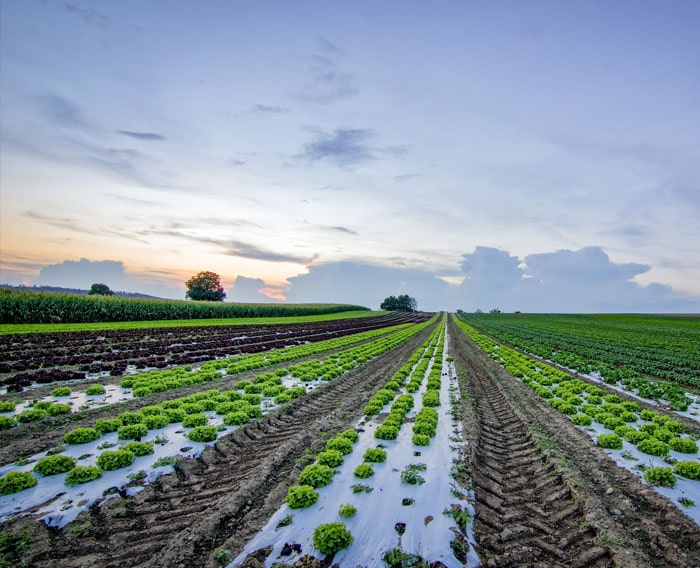 La comida y el medioambiente: El eslabón perdido