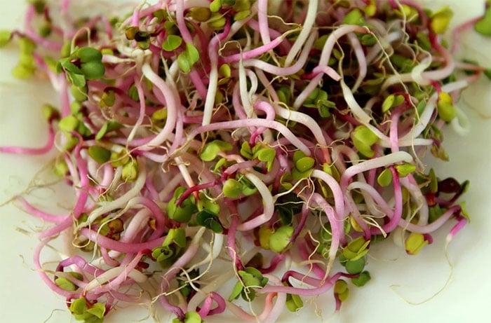 How to Sprout Beans and Seeds