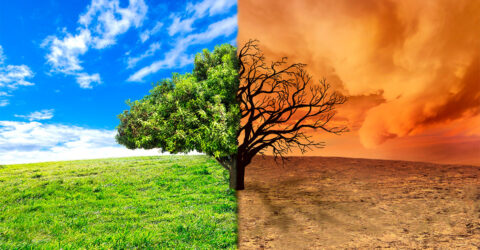 Our Food Choices and Global Warming