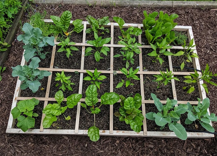Step By Step Guide on How to Create a Square Foot Garden