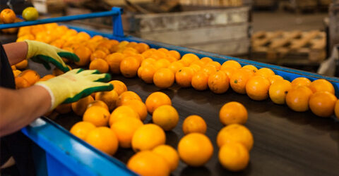 How You Can Support a More Sustainable Food System for a Healthier Future