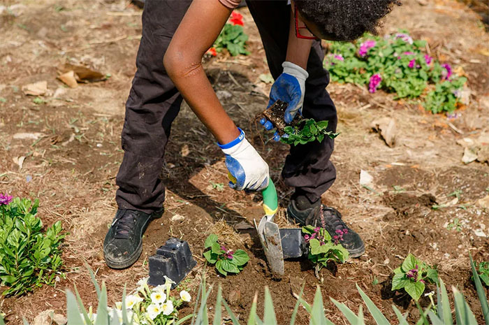 The Grass Is Greener Where You Water It - Gardener Helps to Grow Food and a Community