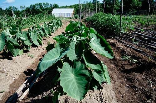 Transplanting Traditions Grows Food With Refugees Farmers in a Way that Honors Their Culture