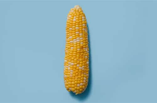 industrial agriculture corn