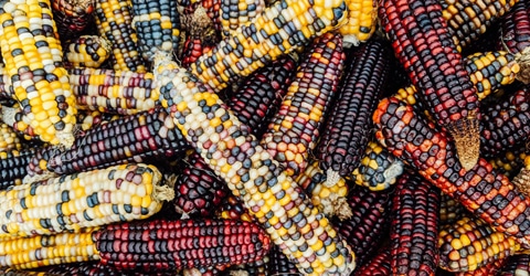 Corn: How Industrial Agriculture Ruined a Sacred Seed