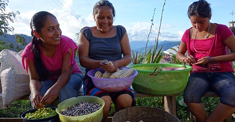 three women collecting seeds