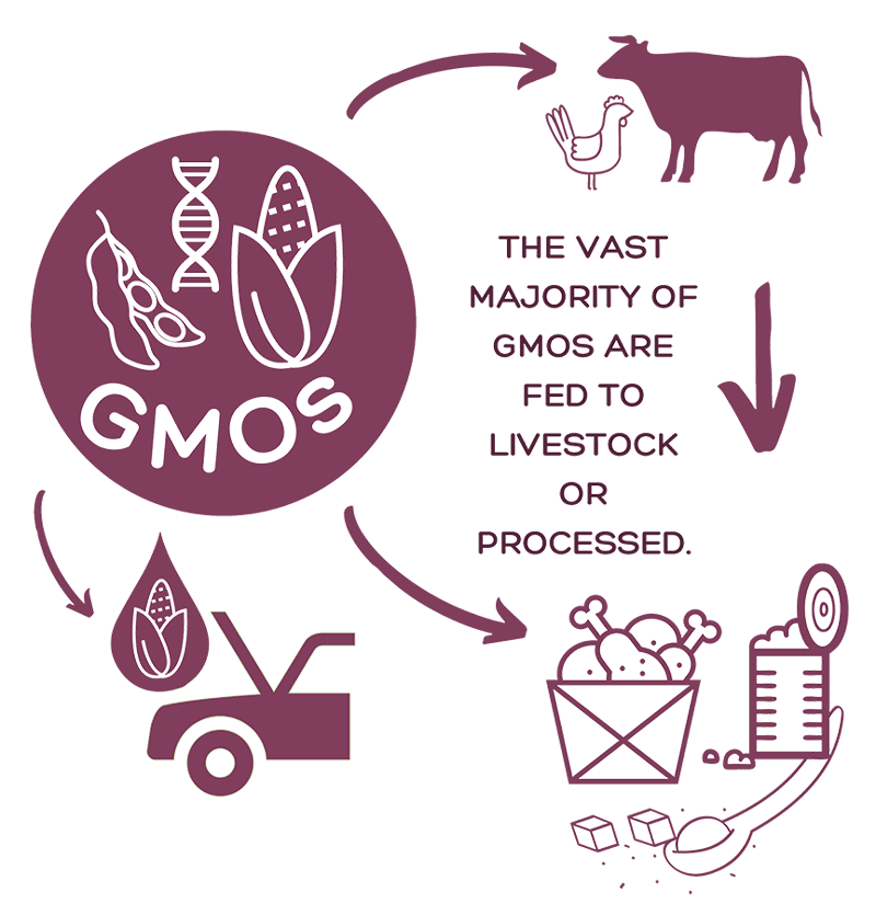 Graphic showing what happens to GMOs