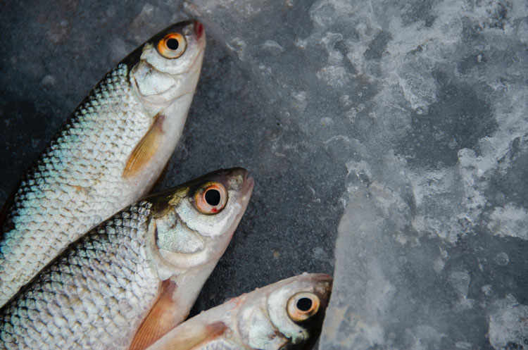 The Health Impacts of Fish and Seafood