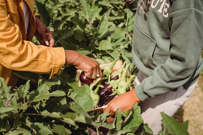 Carbondale Spring Food Autonomy Initiative