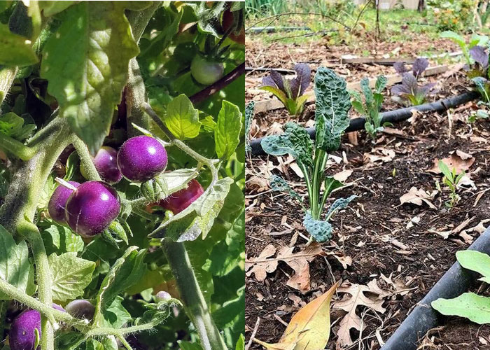 Vecino Valley Garden