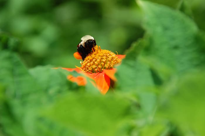 U.S. Honey Bees