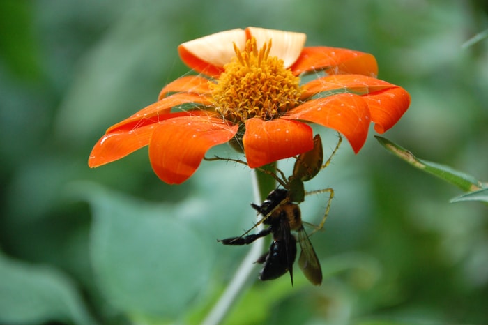 La abeja de miel; su naturaleza, sus hogares y sus productos. Las abejas.  La miel de abeja. recoger el polen, y para actuar como peines y cepillos  para todas las partes