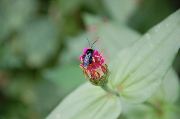 U.S. Honey Bees