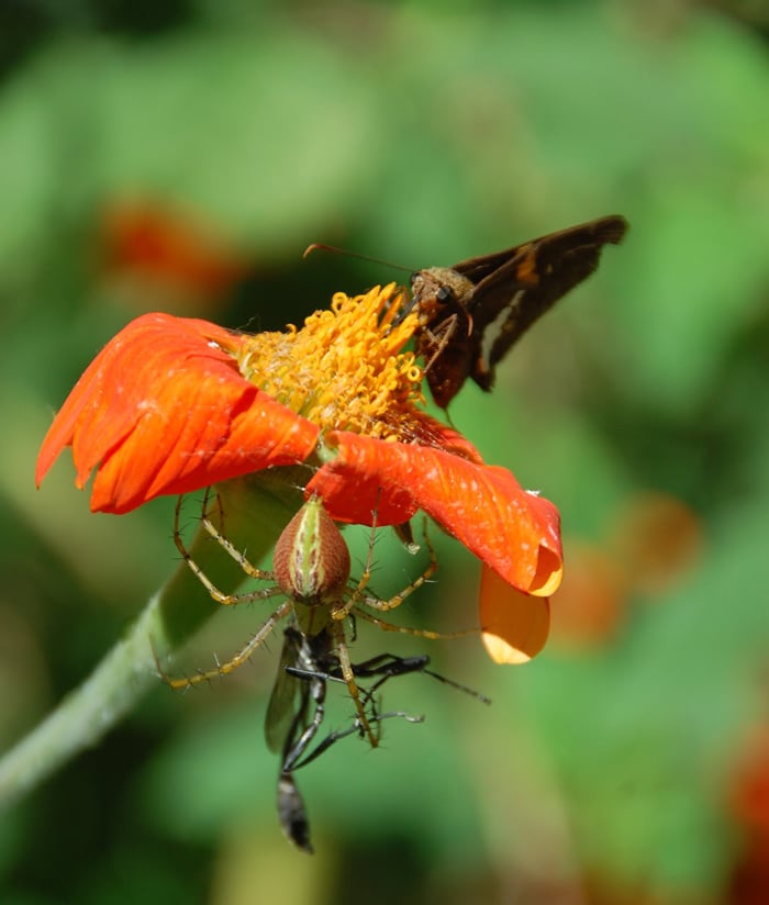 U.S. Honey Bees