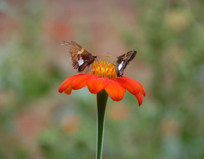 U.S. Honey Bees