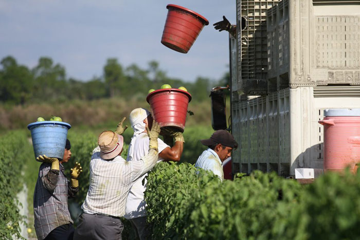 Book Excerpt: I Am Not a Tractor! How Florida Farmworkers Took On the Fast Food Giants and Won