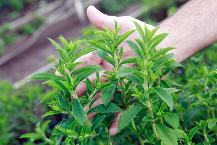 Is Stevia the Safest Sweetener? - Center for Nutrition Studies