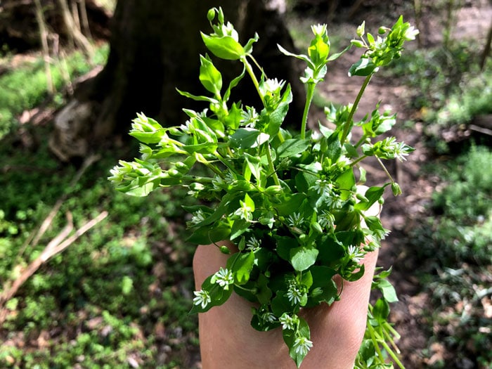 3 Trees with Edible and Nutritious Leaves