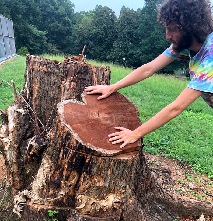 Basswood Tree, Linden, Lime Tree - Eat The Weeds and other things, too