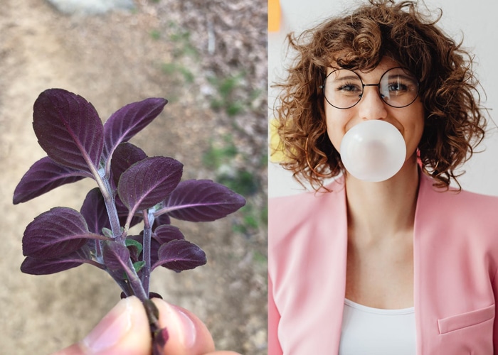 6 Wild Foods That Taste, Smell, or Feel Like Candy