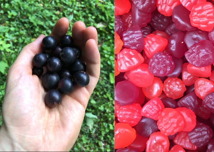 6 Wild Foods That Taste, Smell, or Feel Like Candy