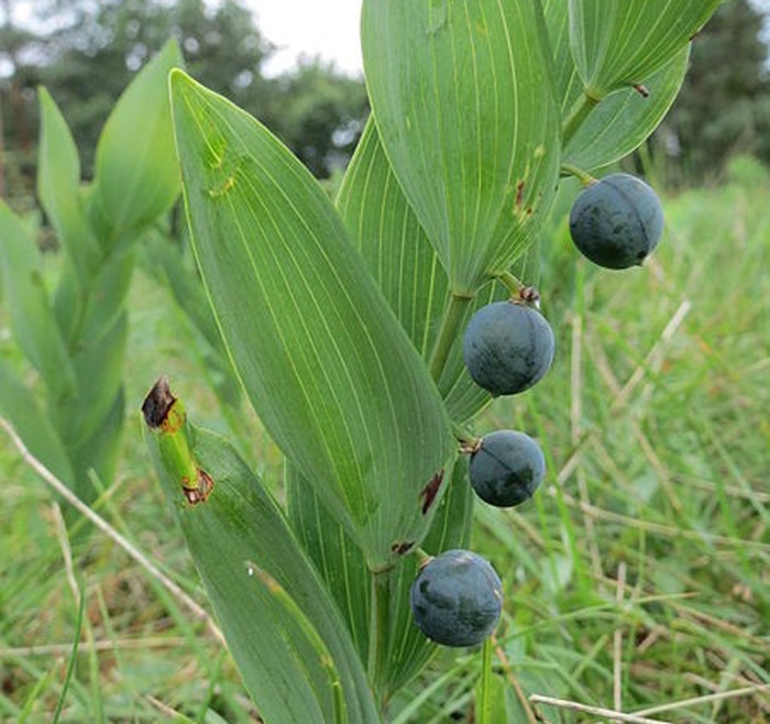 6 Wild Foods That Taste, Smell, or Feel Like Candy