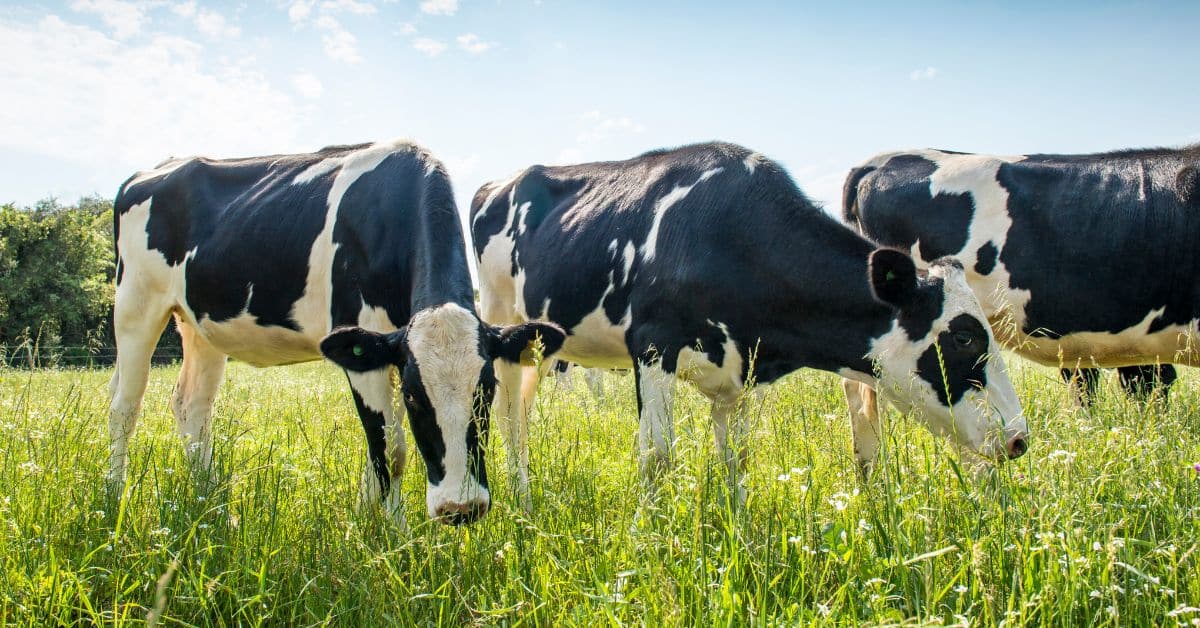 Are Humans Similar to Cows? Genetics, Digestion, and Implications for Diet  - Center for Nutrition Studies
